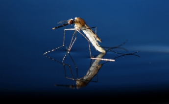 Genetically engineering a malaria-free world